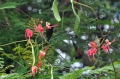 grenada, caribbean, west indie-080